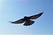 68 Gracchio in volo
